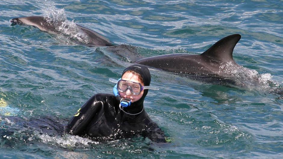 ニュージーランドのカイコウラでイルカと泳ぐ