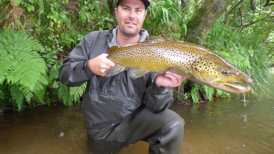 Local spring creek brown trout after heavy rain