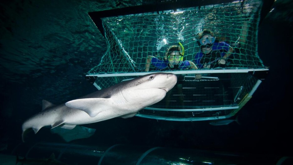 Shark Cage Adventure