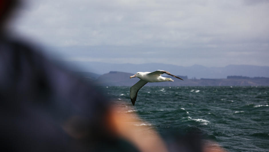 Northern royal Albatross flies past the bow on it's way back to the colony
