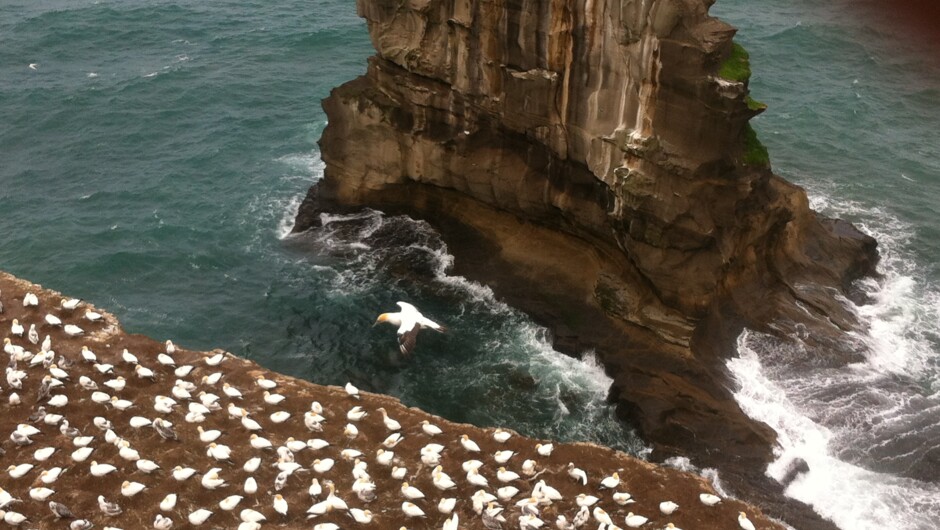 West Coast Gannet Colony and Wine Tour