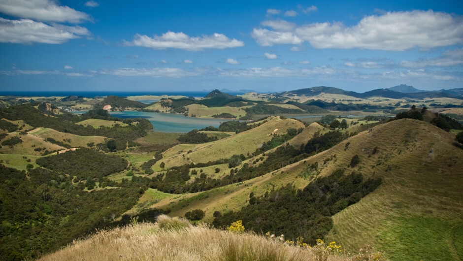 Tahi has kilometres of mown pathways and forest tracks to explore.