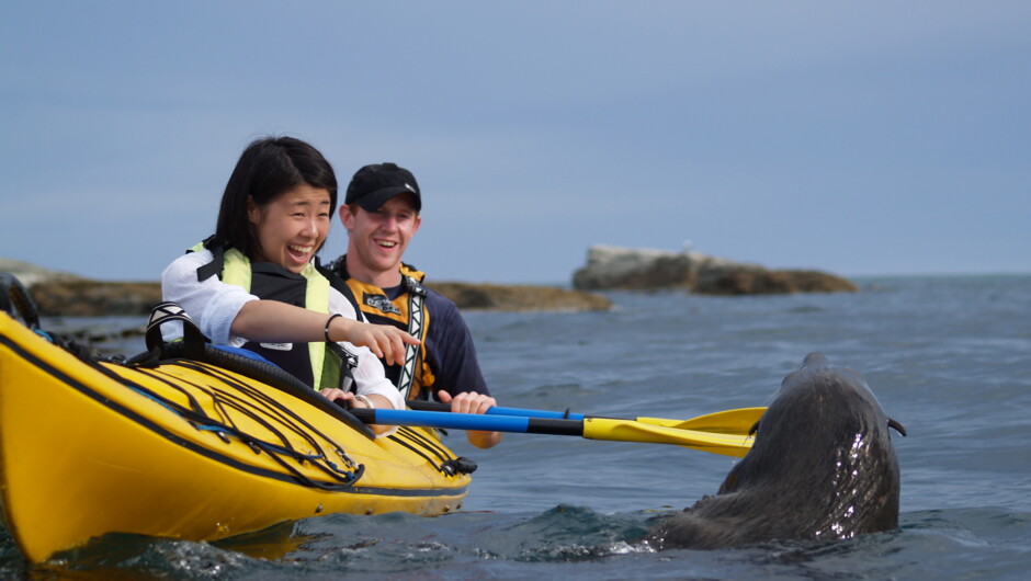 Seal Kayaking
