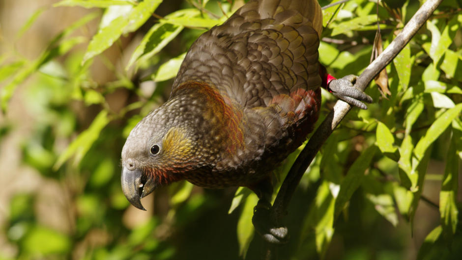 kaka - New Zealand parrot