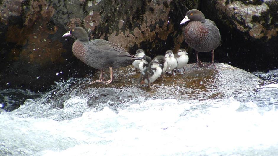 A rare native blue duck family on the Tongariro River