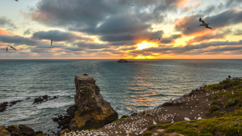 Auckland's west coast Muriwai