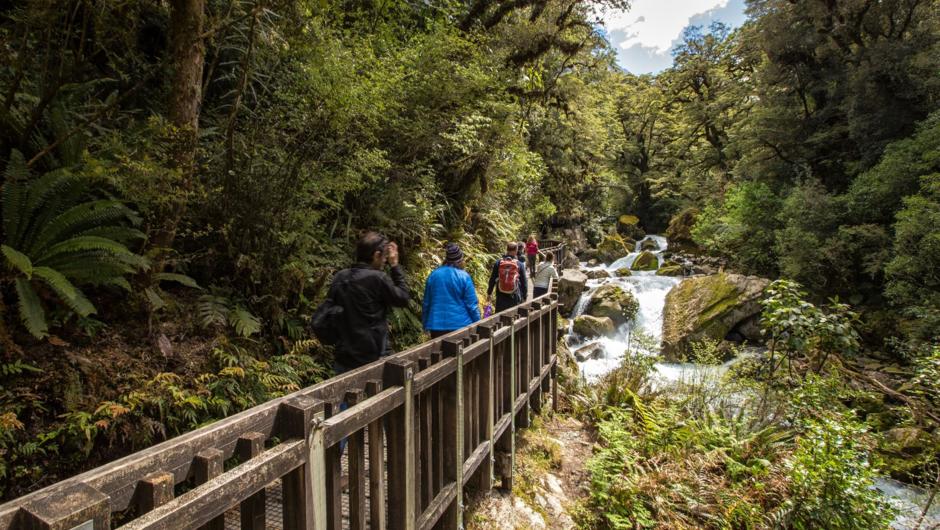 Enjoy plenty of short walks along the Milford Road with our relaxed tour.