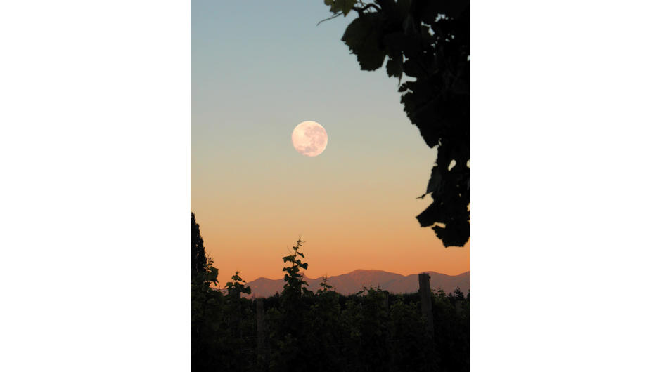 Full Moon above Richmond Plains vineyard