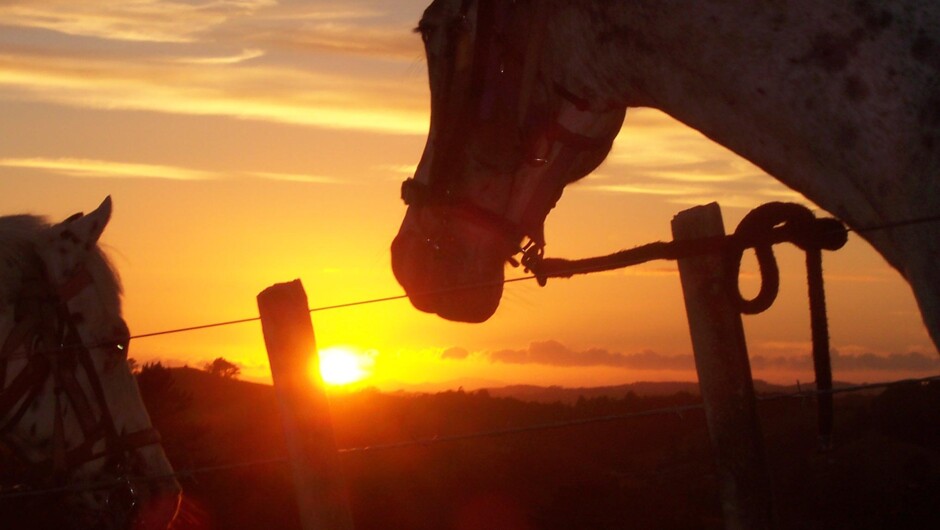 Horses and riders enjoy the sunset