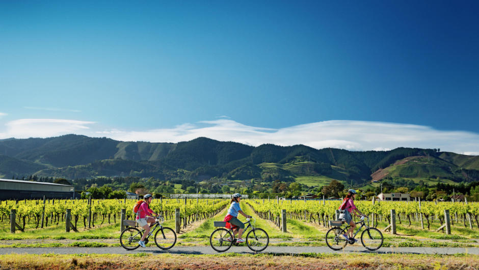 Cycling in the sun on the Tasman Great Taste Trail