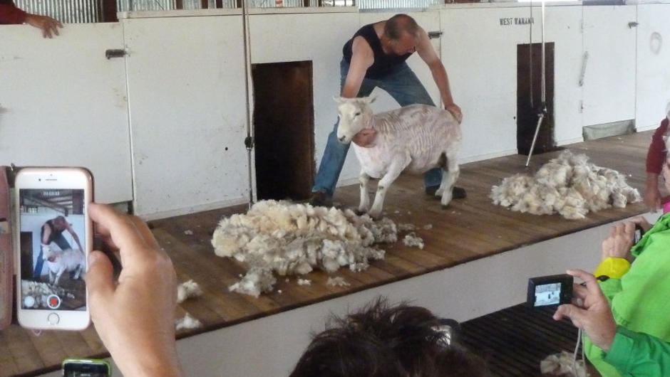 Exclusive Farm Visit and Sheep Shearing Demo
