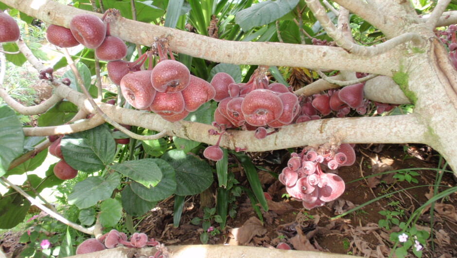 Strawberry Fig at Wharepuke