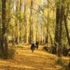 Clutha Gold Trail - Autumn