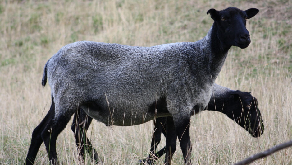 Stansborough Grey Sheep