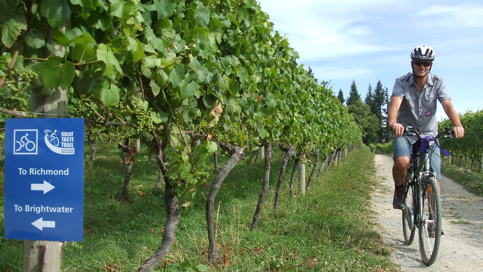 Cycling through a vineyard on the Great Taste Cycle Trail