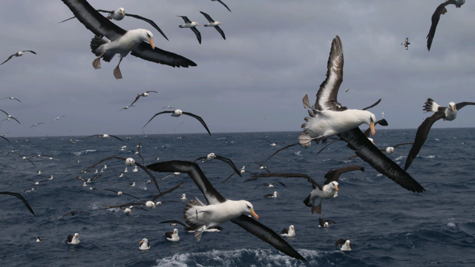 Expeditions to the Subantarctic Islands provide plenty of opportunity for birdwatching