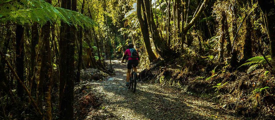 Cycling through rainforest on the West Coast Wilderness Trail