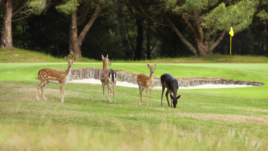 Wildlife roam freely throughout the golf course.