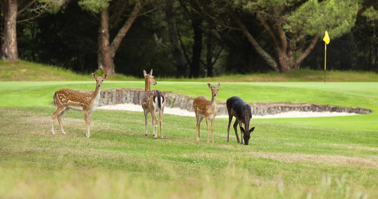 Wildlife roam freely throughout the golf course.