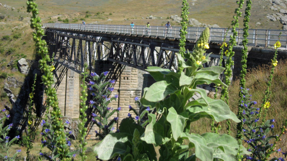 奥塔哥铁路步道上的工程奇观——普本高架桥（Poolburn Viaduct）。