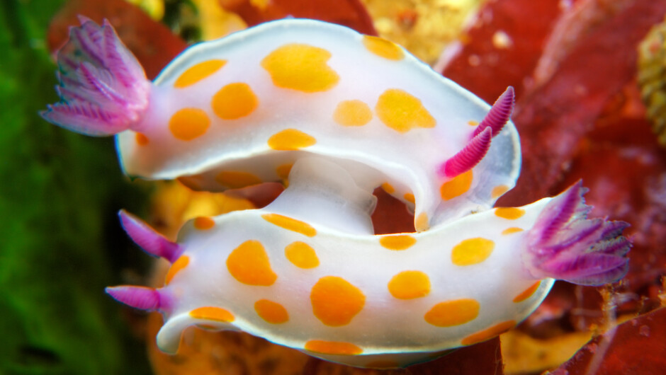 Clown nudibranch