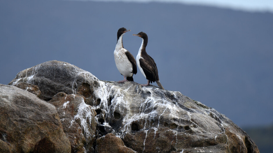 Stewart Island pied shags