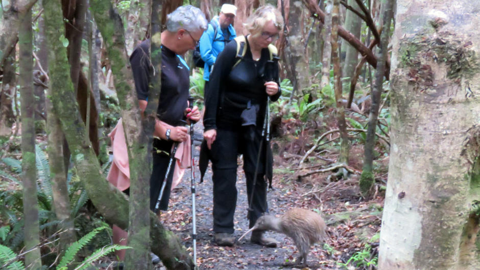 Amazing encounter with a kiwi.