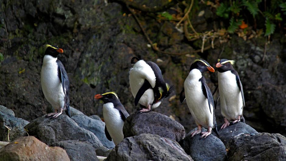 Search for rare tawaki penguins on the Lake Moeraki coastline,