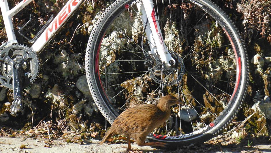 A cheeky weka inspects a bicycle