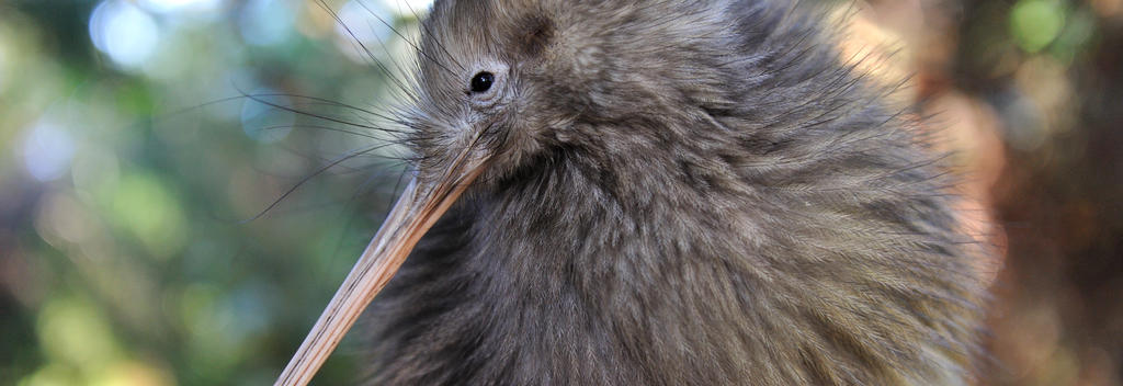 Five surprising kiwi facts | 100% Pure New Zealand
