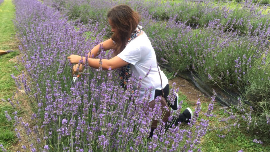 Pick-your-own lavender
www.lavenderbackyard.co.nz