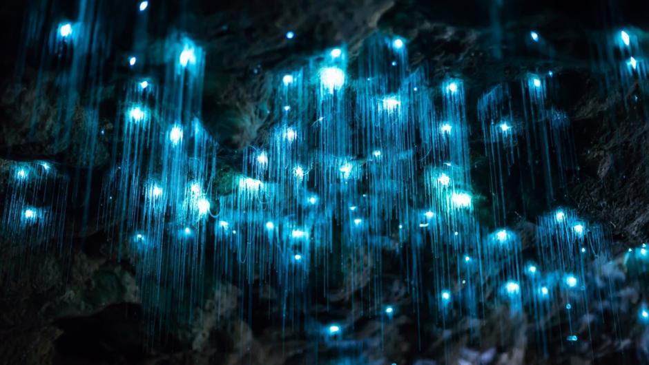 The world famous Waitomo Glow worm caves