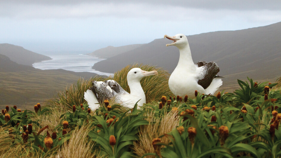 Southern Royal Albatross, Campbell Island