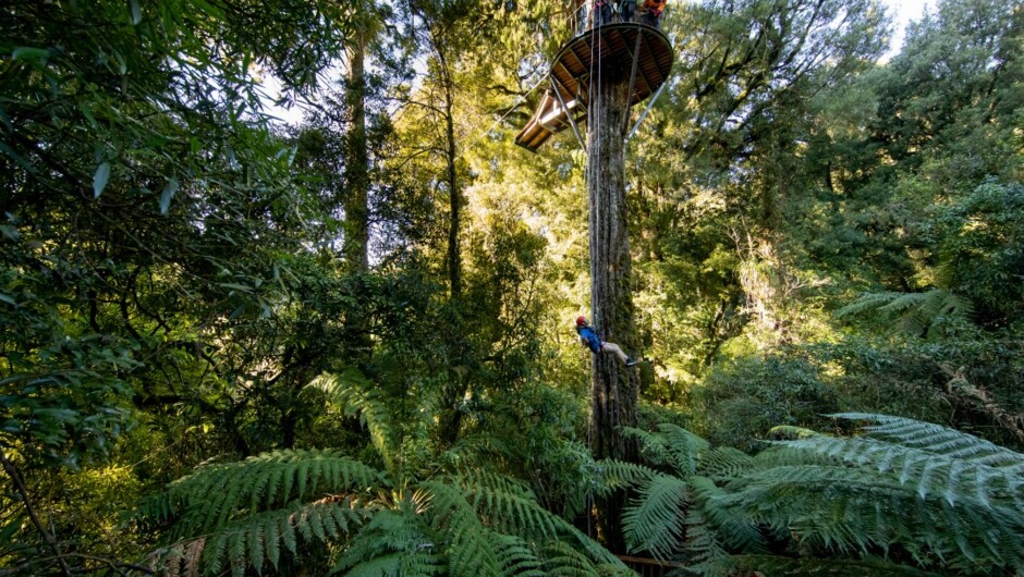 这无疑是体验新西兰古老森林的终极方式。