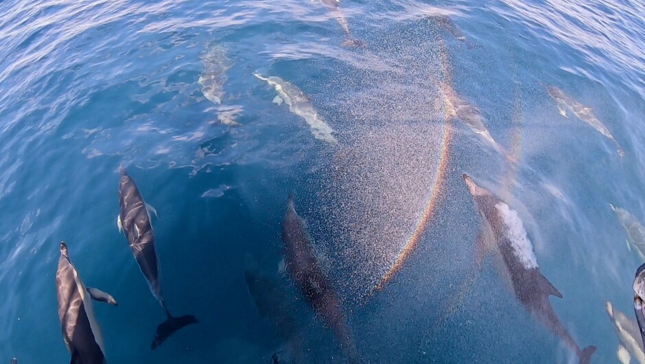 Common Dolphins in the Bay of Plenty