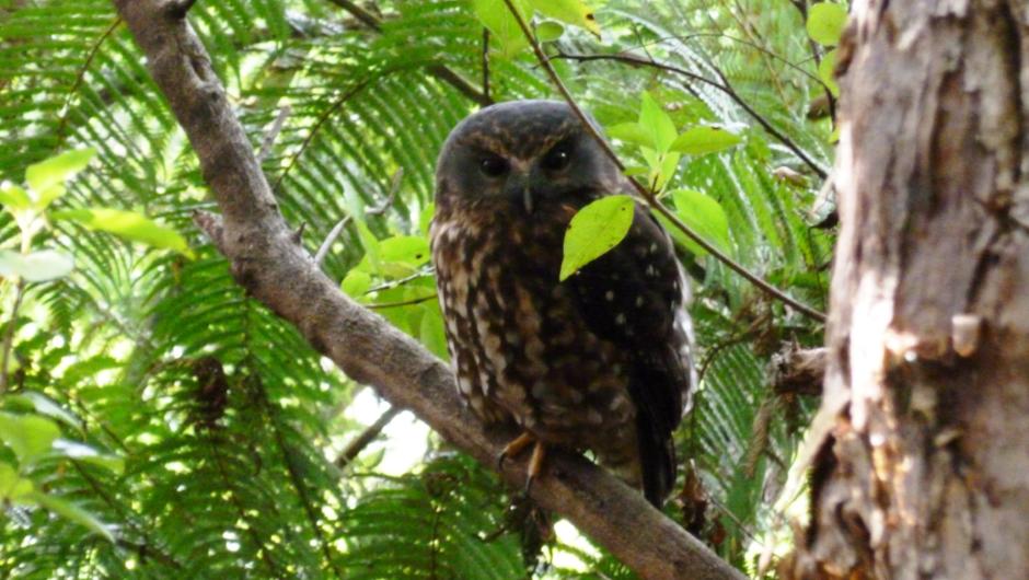 The Ruru (a native owl) can be heard after sunset.
