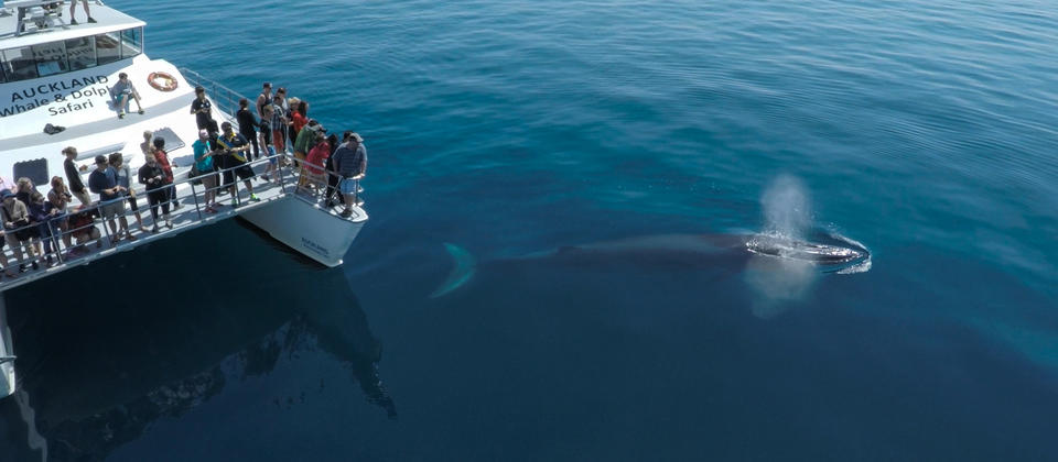 Junge Bryde-Wale werfen häufig genau so neugierige Blicke auf die Bootspassagiere wie andersherum – ein unvergessliches Erlebnis.