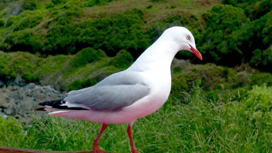 Red footed Gull, Bluff, South Island, New Zealand