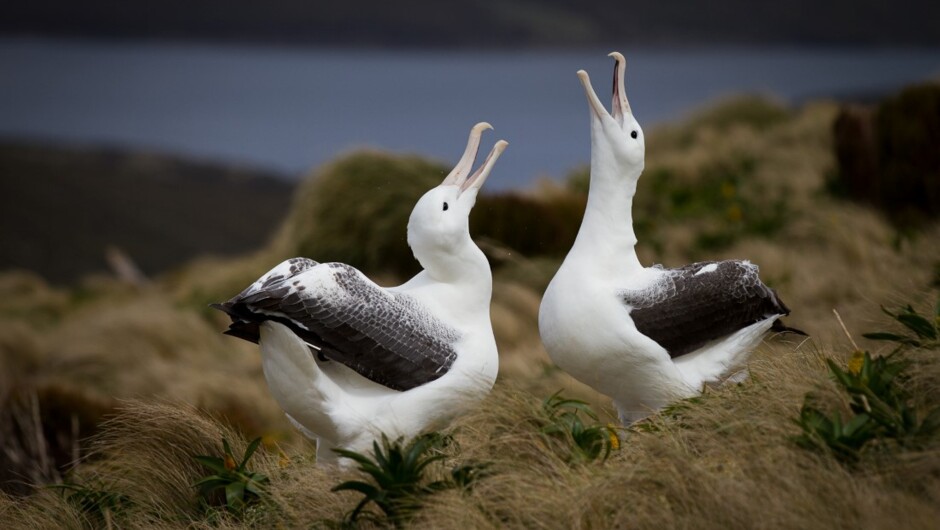 Southern Royal Albatross