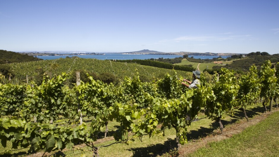Looking over Mudbrick vines back to Auckland