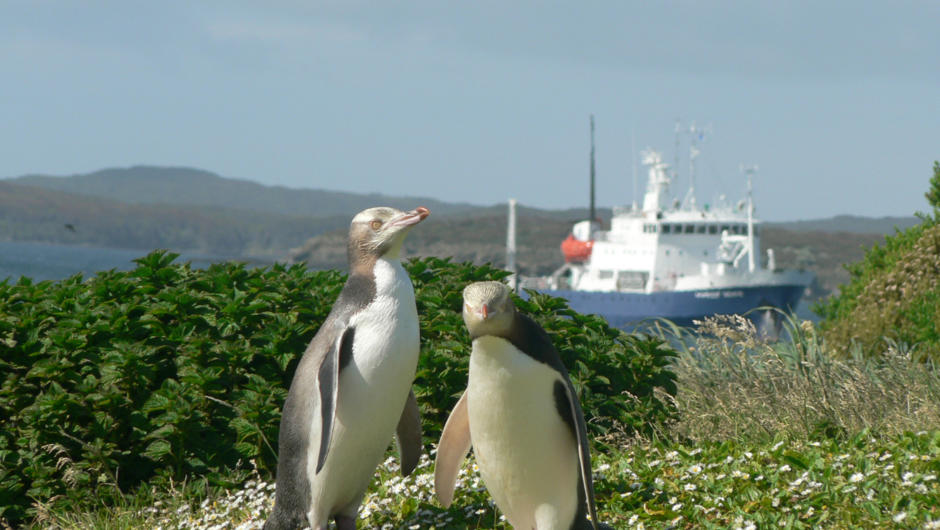 Yellow-eyed Penguins watch over the Spirit of Enderby anchored in Sandy Bay