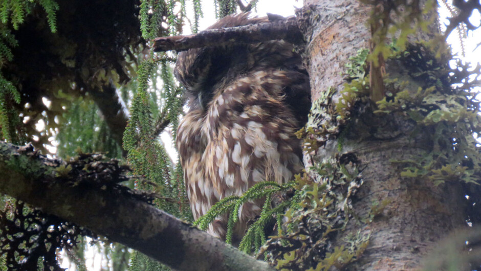 Morepork owl found sleeping during the day.