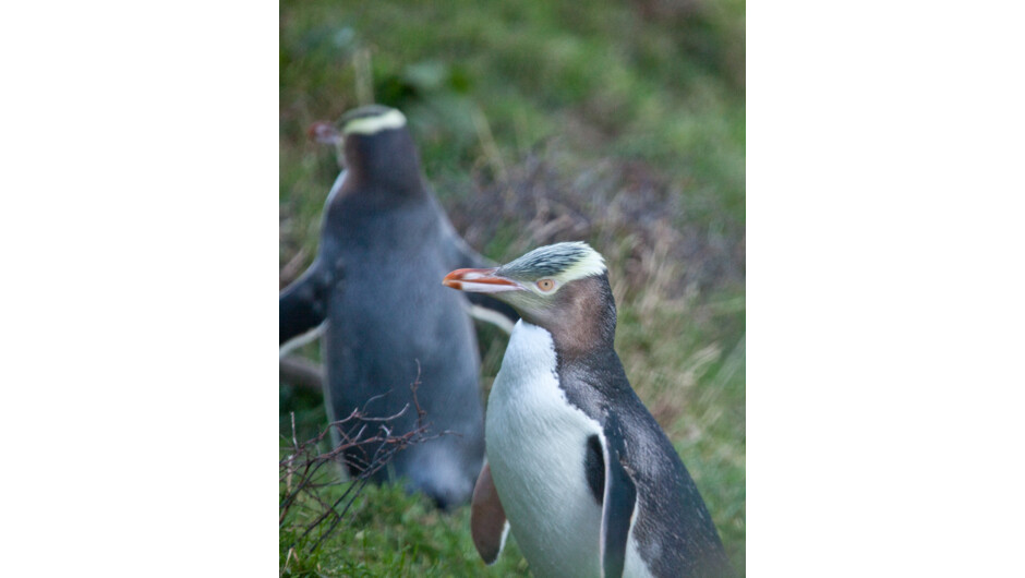 Yellow eyed penguins a few meters away from our hides. Taking a break before continuing their daily journey up the hills to their nest.