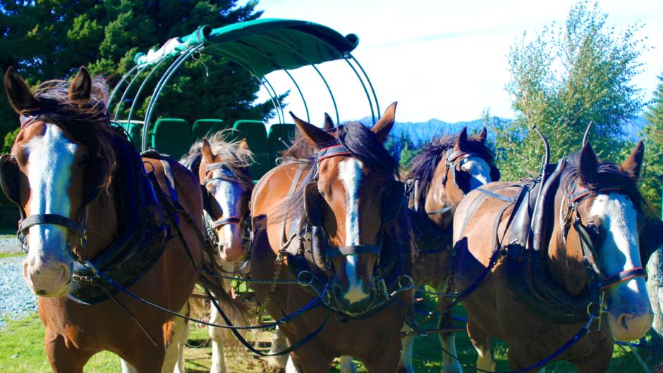 Be transported back in time by the nostalgic wagon ride (additional option), pulled by a team of Clydesdale horses into the spectacular New Zealand back-country highlands