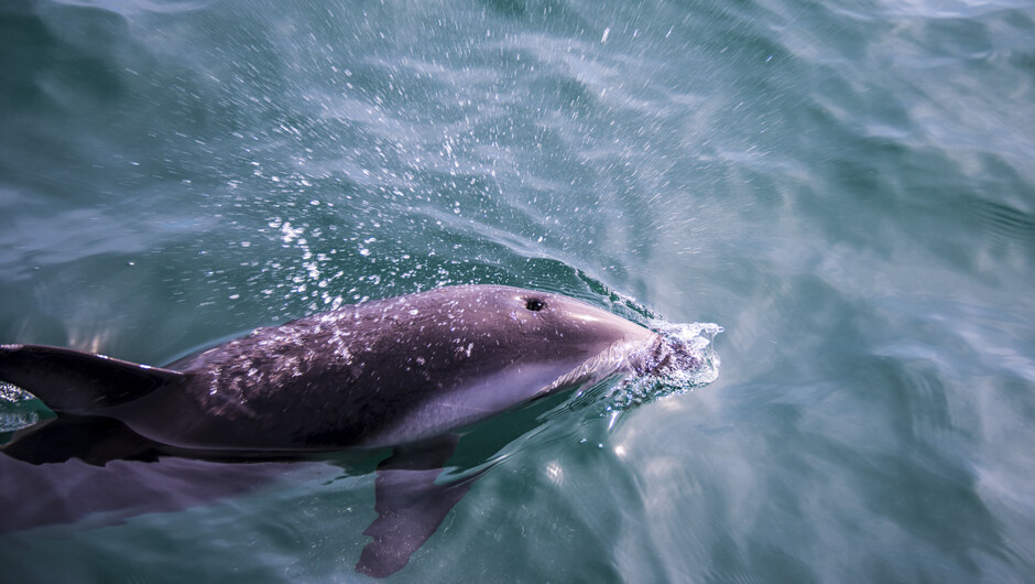 马尔堡峡湾自由畅游的野生海豚