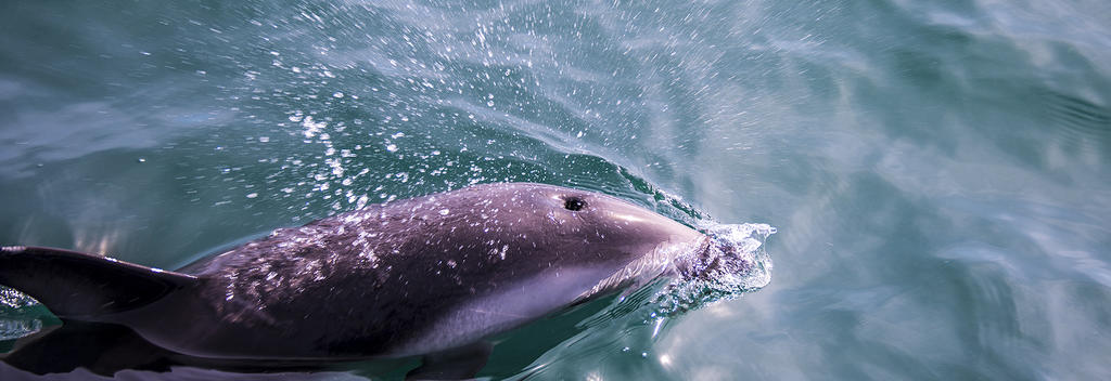 Die wilden und freien Delfine der Marlborough Sounds.