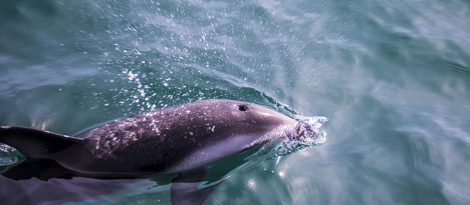Die wilden und freien Delfine der Marlborough Sounds.
