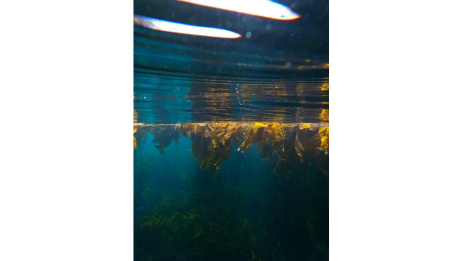 Light attempting to burst through the thick kelp forest