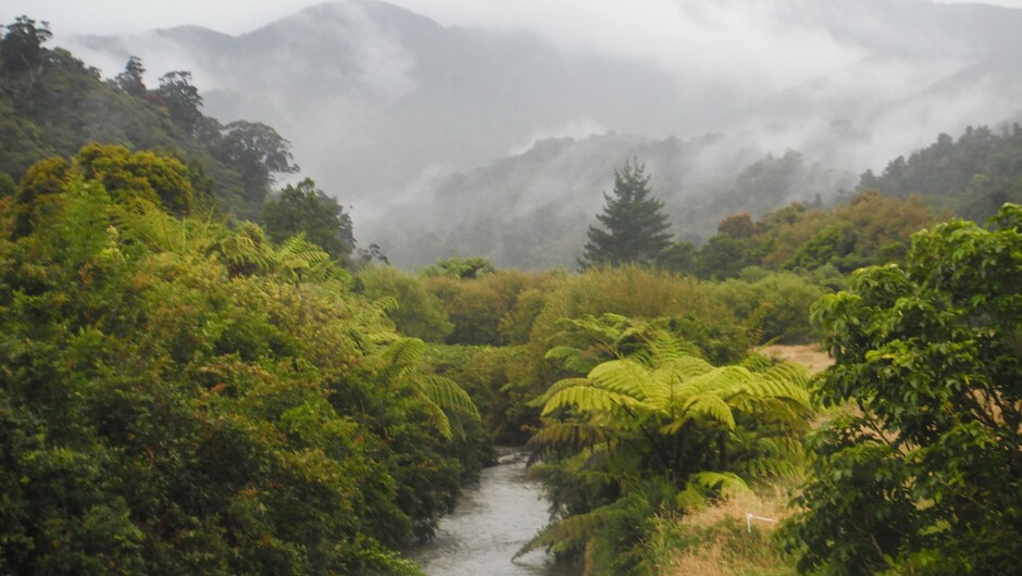 Rainforest heading down the West Coast