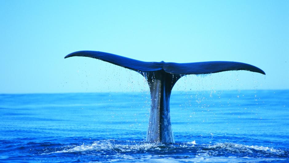 Sperm Whale off the Kaikoura Coast